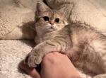 Tank - British Shorthair Cat For Sale - San Mateo, CA, US