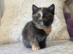 Aurora - Munchkin Cat For Sale - Ava, MO, US