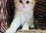 Jason - Scottish Fold Cat For Sale - Shallotte, NC, US