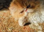 Cfa Persian female - Persian Cat For Sale - Youngstown, OH, US