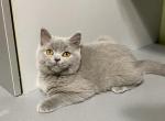 Milka - British Shorthair Cat For Sale - NY, US