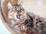 Siberian  female  Sonya - Siberian Cat For Sale - New York, NY, US