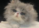 Dilute Calico - Persian Cat For Sale - MN, US
