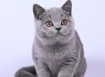 Dior - British Shorthair Cat For Sale - Miami, FL, US