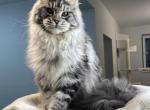 Vais - Maine Coon Cat For Sale - Norwalk, CT, US