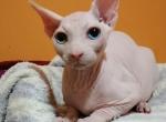 Alex - Sphynx Cat For Sale - Norwalk, CT, US