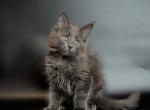 Nika - Maine Coon Cat For Sale - NY, US