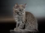 Nicole - Maine Coon Cat For Sale - NY, US