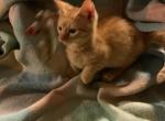 Peter - Munchkin Cat For Sale - FL, US