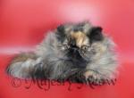 Baccara - Persian Cat For Sale - Yucca Valley, CA, US