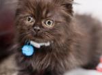 Snickers foldex munchkin - Minuet Cat For Sale - Omaha, NE, US