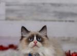 Grumpy Scottish kilt - Munchkin Cat For Sale - Omaha, NE, US