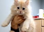 Litter C - Maine Coon Cat For Sale - Jasper, GA, US