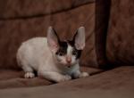 Undina Cornish Rex - Devon Rex Cat For Sale - Miami, FL, US