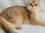 Scottish Straight - Scottish Straight Cat For Sale - Sacramento, CA, US