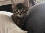 Tabby Maine Coon Kitten - Maine Coon Cat For Sale - Chapel Hill, NC, US