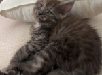 Smoke Grey Maine Coon Kitten - Maine Coon Cat For Sale - Chapel Hill, NC, US