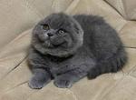 Avatar - Scottish Fold Cat For Sale - Hollywood, FL, US