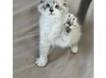 Jake - Ragdoll Cat For Sale - Mount Vernon, WA, US