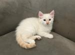 Luke - Ragdoll Cat For Sale - Mount Vernon, WA, US