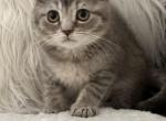 Tiger - Scottish Fold Cat For Sale - Huntington, NY, US