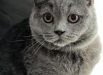 Big boy - British Shorthair Cat For Sale - Huntington, NY, US