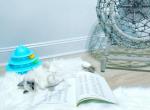 Blue Pearl - Ragdoll Cat For Sale - New York, NY, US