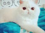 Alcapone - Exotic Cat For Sale - Hollywood, FL, US