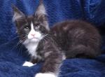 Jambo - Maine Coon Cat For Sale - Hollywood, FL, US