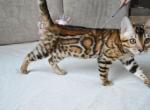 Pandora - Bengal Cat For Sale - Miami, FL, US