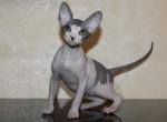 Zeus Elf straight - Sphynx Cat For Sale - Norwalk, CT, US