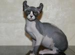 Zoe Elf - Sphynx Cat For Sale - Norwalk, CT, US