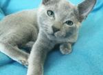 Darina - Russian Blue Cat For Sale - Norwalk, CT, US