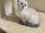 Scottish Fold - Scottish Fold Cat For Sale - Brooklyn, NY, US