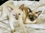 GV siamese cattery - Siamese Cat For Sale - CA, US