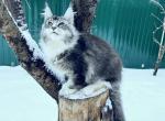 leo - Maine Coon Cat For Sale - New York, NY, US