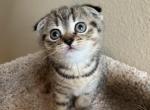 Scottish fold tabby - Scottish Fold Cat For Sale - Houston, TX, US