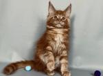 Gloria - Maine Coon Cat For Sale - Los Angeles, CA, US