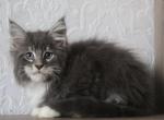 Simon - Maine Coon Cat For Sale - Norwalk, CT, US