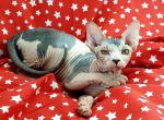 Josefina - Sphynx Cat For Sale - Norwalk, CT, US