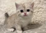 Spice - Munchkin Cat For Sale - Ava, MO, US