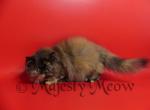 Juliette - Persian Cat For Sale - Yucca Valley, CA, US