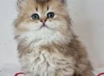 Dolly - British Shorthair Cat For Sale - Miami, FL, US