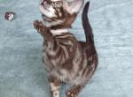 Tica registered Bengal kitten - Bengal Cat For Sale - Norwalk, OH, US