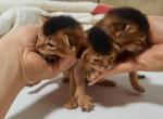 Newborn Abyssinians - Abyssinian Cat For Sale - Spring Hill, FL, US