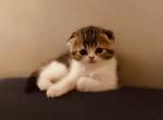 AJ - Scottish Fold Cat For Sale - New Braunfels, TX, US