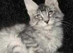 Shans - Maine Coon Cat For Sale - Norwalk, CT, US