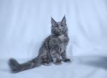 Ykas - Maine Coon Cat For Sale - Los Angeles, CA, US