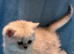 Benny - Scottish Straight Cat For Sale - Renton, WA, US