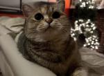 Vivi - British Shorthair Cat For Sale - New York, NY, US